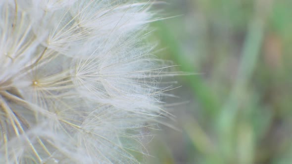Dandelion on Natural Background