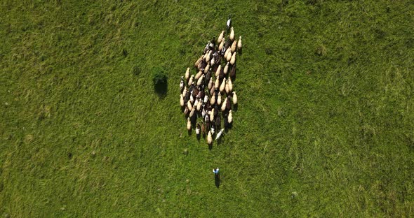 A Boy Grazes A Flock Of Goats And Sheep High In The Mountains Under