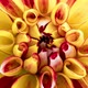 Time Lapse of Blooming Red Yellow Dahlia - VideoHive Item for Sale