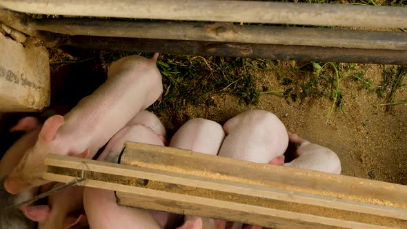 Overhead view of piglets huddling together in the cold, farmyard alt