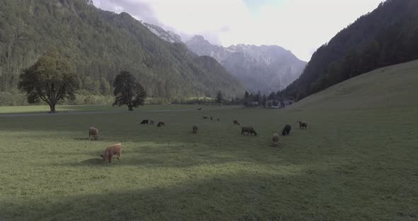 Cows in Nature