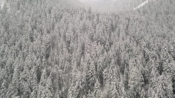 Flying towards pine trees covered white in snow in forest alt