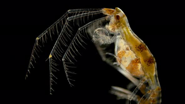 Crustacean Dulichia Sp. Under the Microscope, of the Dulichiidae Family, Female with Embryos in alt