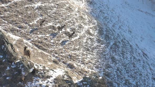 Aerial View of a Herd of Wild Deer on a Mountainside in the Siberian Nature Reserve Stolby