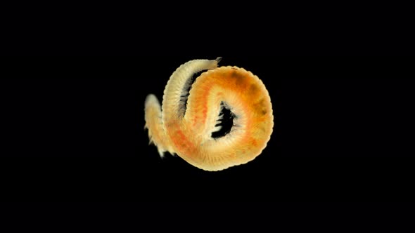 Worm Polychaeta Naineris Sp. Under a Microscope, of the Family Orbiniidae alt