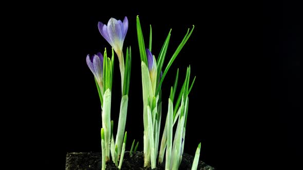 Timelapse of Several Violet Crocuses Flowers Grow Blooming and Fading on Black Background alt