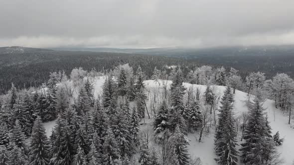 Aerial view of winter forest  alt