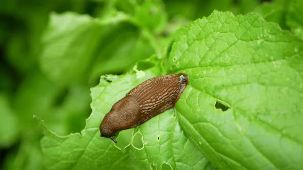 Spanish Slug Arion Vulgaris Snail Parasitizes on Radish or Lettuce Cabbage Moves Garden Field
