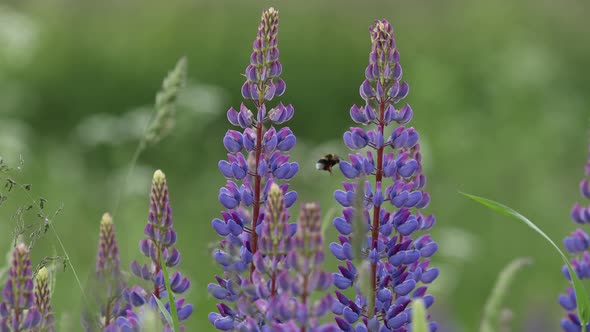 Bush Of Wild Flowers Lupine In Summer Field Meadow Panorama Summer Background alt