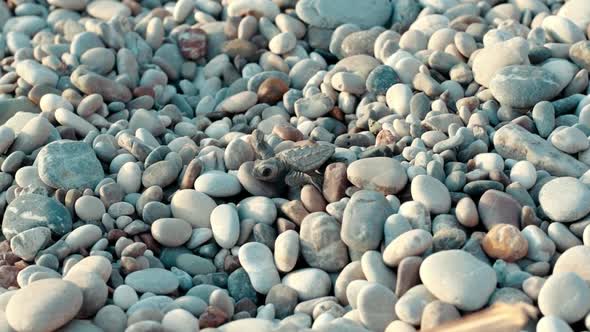 Newborn Turtle Looking for Access To Sea. Just Born Baby Turtle in Wild Nature alt