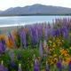 Beautiful Lupin Field at Lake Tekapo, New Zealand in Summer - VideoHive Item for Sale