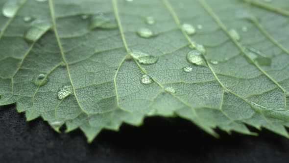 Leaf Texture With Raindrops Slider Shot