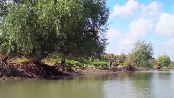 Willow Trees Grows On The Riverbank During Summer In Tulcea, Romania, Europe - View From A Speedboat alt