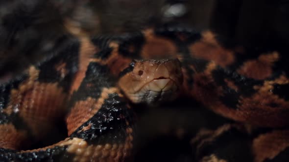 Lachesis muta snake hissing with tongue out alt