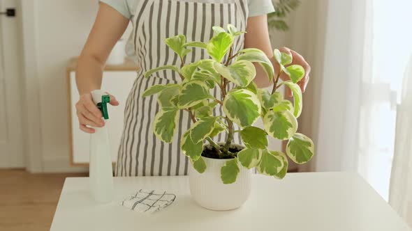 Woman in Apron Spraying and Cleaning Houseplants at Home