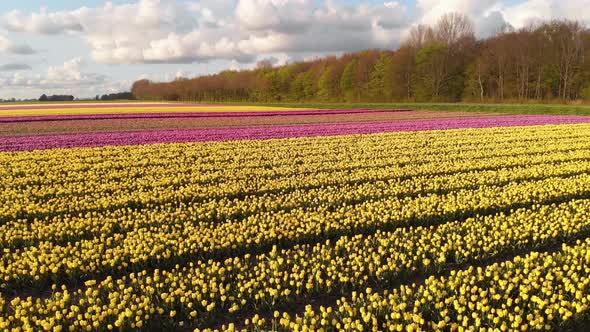 Dutch tulip fields growing in Netherlands countryside, 4k colourful landscape alt