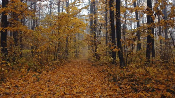 Dense Orange Forest in the Fog alt