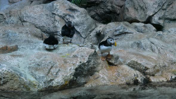 Puffin bird jumps into the water alt