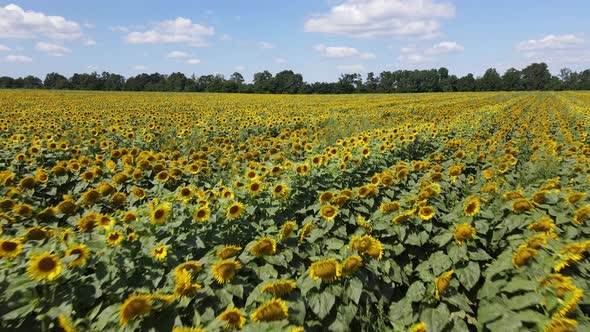 Large Field with Sunflowers on a Sunny Summer Day alt