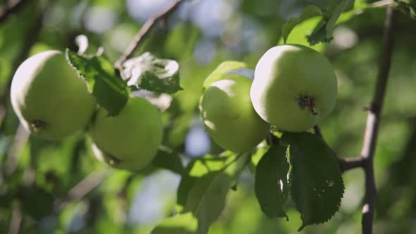 Apple Tree with Green Apples Close Up in Sunlight