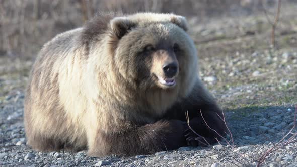 Wild Kamchatka Brown Bear Lies on Stones, Breathes Heavily, Looking Around