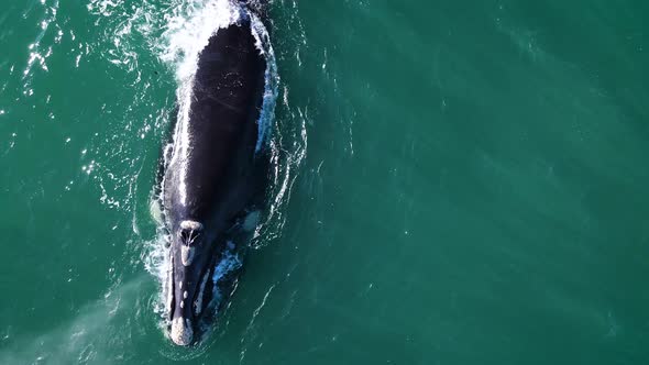Solo Southern Right Whale exhaling water in distinctive V-shape; overhead shot alt