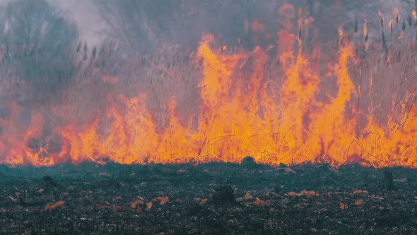Fire in the Forest. Burning Dry Grass, Trees and Reeds. Wildfire. Slow Motion. alt