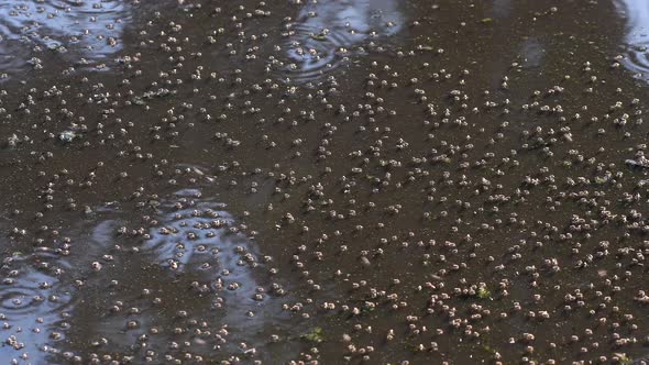 Dipterans Inhabiting On The Stagnant Pond Water In Firmat, Santa Fe, Argentina - Medium Shot alt