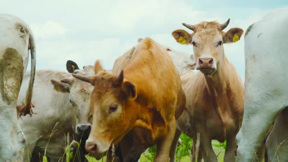 A herd of cows grazing in a meadow alt