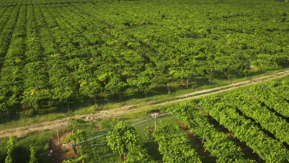 Iaitalian Vineyards Drone Flight Linney  Aerial