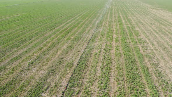 Irrigation of plant field view