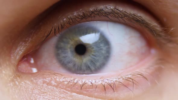 The human blue eye looks directly into the camera. An eyelid with an eyelash blinks several times alt