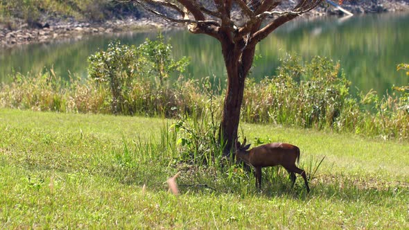Barking Deer or Muntiacus Muntjak in Nature Field Walking on Field Near Lake alt