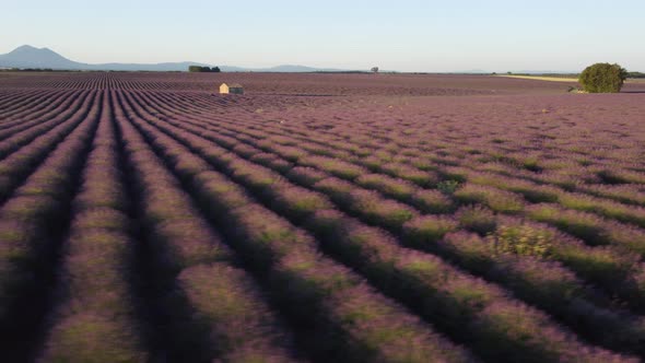 Plateau de Valensole Lavender Field in France alt