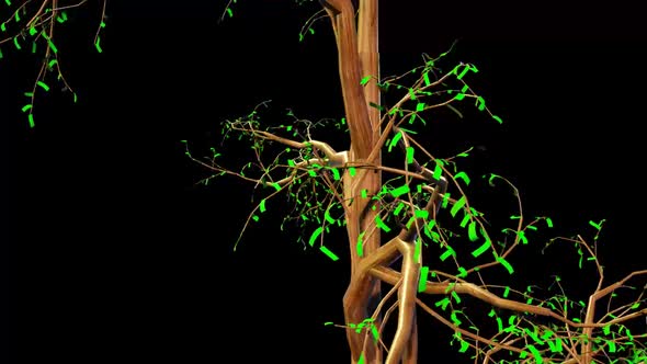 Taxodium Tree Botanical 3D Rendering alt