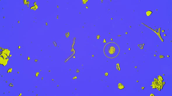 Microcosm of the Simplest Organisms Under a Microscope in Phase Contrast Blue Background alt