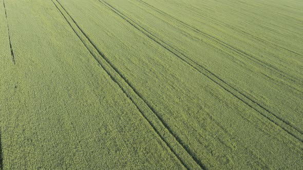 Endless rows of wheat by foggy spring morning 4K aerial video