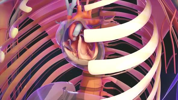 Human Circulatory System Heart Beat Anatomy Animation Concept. 3D alt