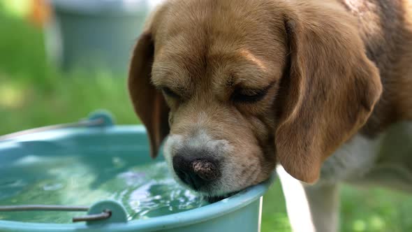 Increased Thirst Dog Drinking More Water Beagle Drinking