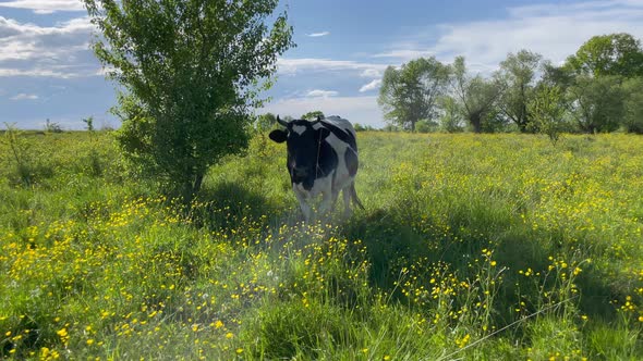 A Cow Stands Near a Tree Hiding From the Heat in the Shade alt