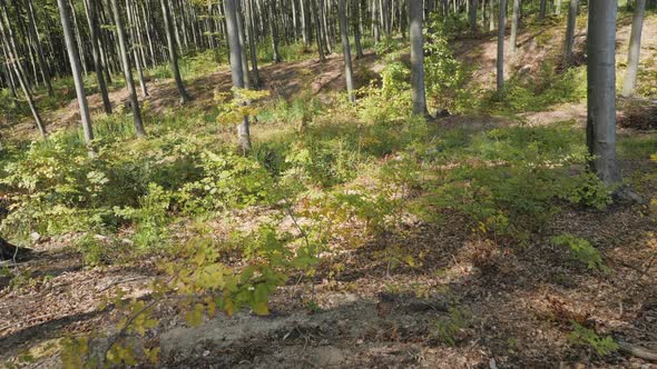 Warriors running in a forest alt