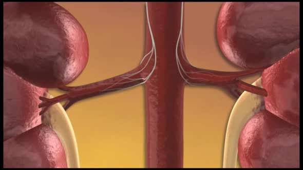 kidneys and nerve impulse electrical signal of the nervous system alt