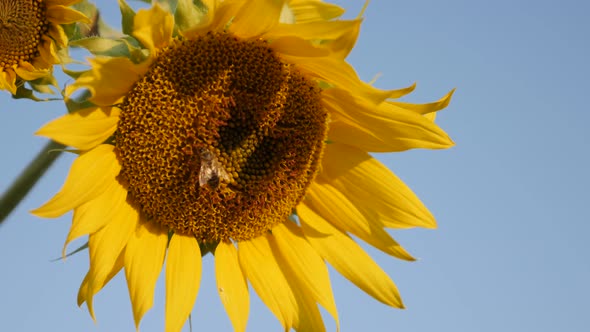 Yellow sunflower petals and blue sky 4K 2160p 30fps  UltraHD footage - Close-up of bee over Helianth alt