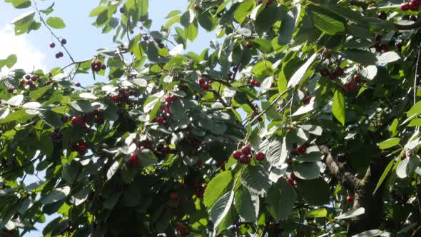 Cherry tree branches full of tasty fruit on wind 4K 2160p UltraHD footage -Slow tilting on cherry tr alt
