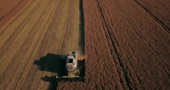 The Harvester Harvests From A Large Field, View From The Drone