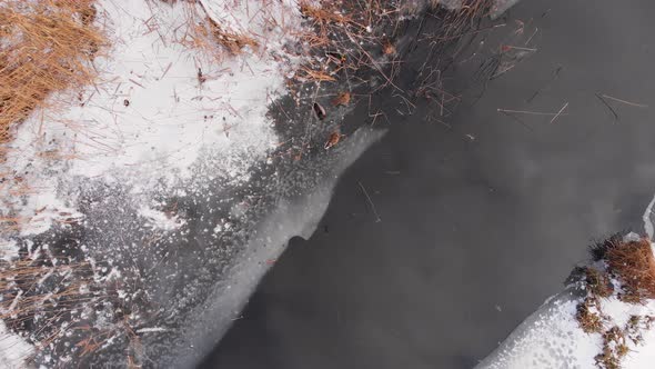 Frozen River Ducks