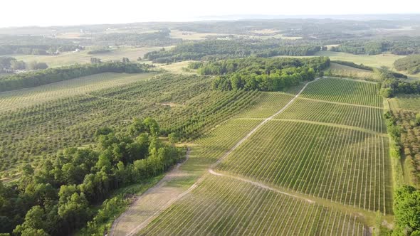 Verdant Vineyard And Cherry Orchard In Leelanau County, Traverse City, Michigan - aerial alt