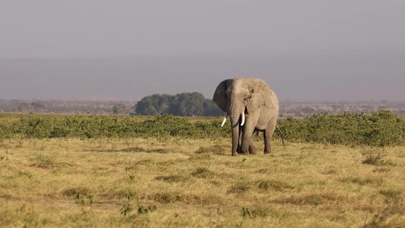 Elephants in Kenya, Africa alt