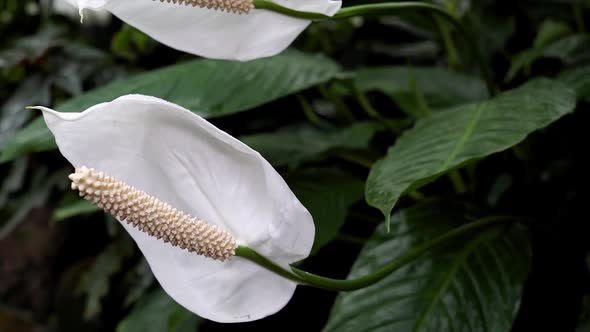 Flowering of the flamingo flower in the botanical garden. alt