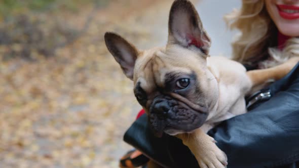 Closeup of a Funny French Bulldog in the Arms of His Owner alt